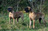 DOGUE ALLEMAND 868